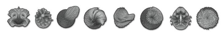 Groom brushes