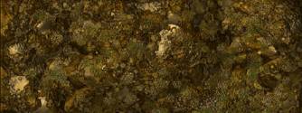 PM_Bamboo_files_image002