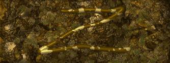 PM_Bamboo_files_image110