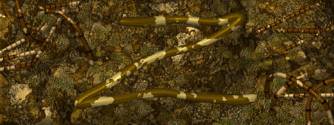 PM_Bamboo_files_image113