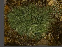 PM_Bamboo_files_image138