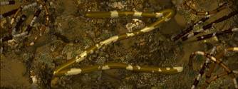 PM_Bamboo_files_image158